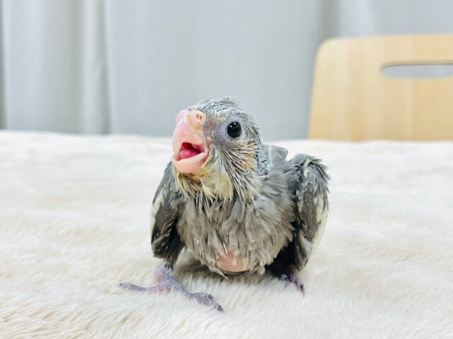 オカメインコ