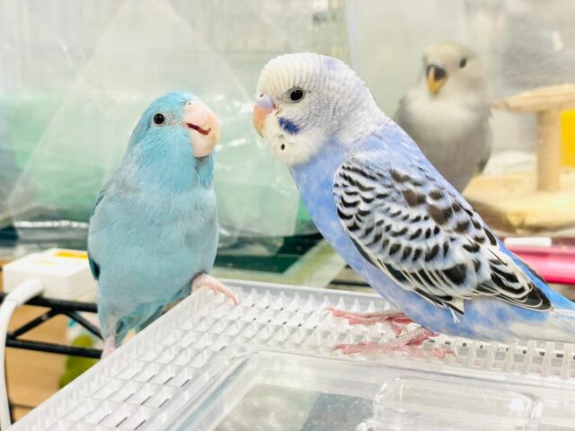 セキセイインコ