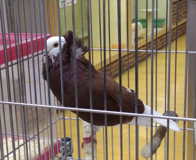 ジャコビンバト