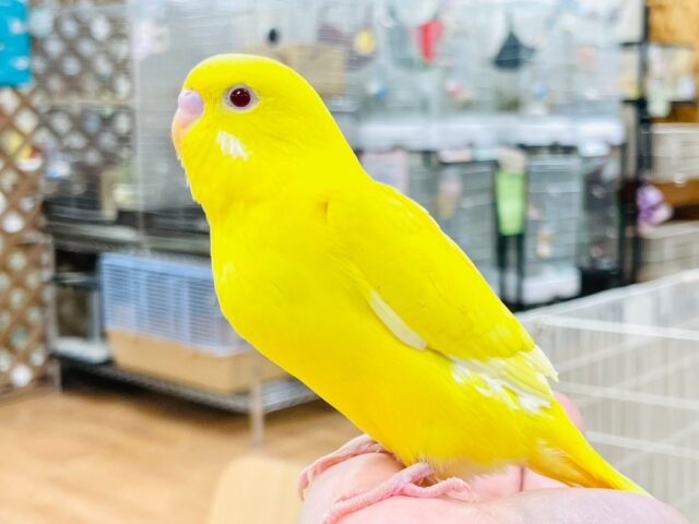 セキセイインコ