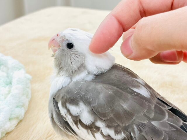 【最新画像更新🪄】ひな鳴きが止まらない☆オカメインコ(ホワイトフェイスパイド)ヒナ オカメインコ