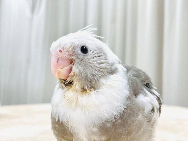【最新画像更新🪄】ひな鳴きが止まらない☆オカメインコ(ホワイトフェイスパイド)ヒナ オカメインコ