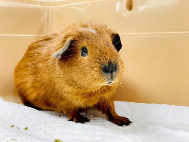 ロシアンモルモット