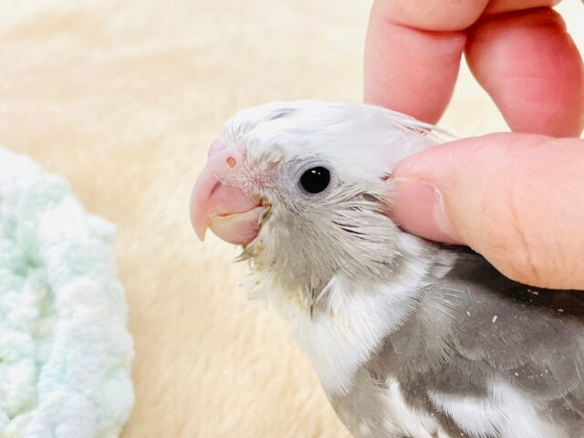 【最新画像更新🪄】ひな鳴きが止まらない☆オカメインコ(ホワイトフェイスパイド)ヒナ オカメインコ