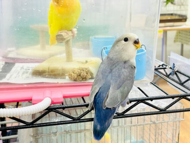 コザクラインコ（小桜インコ）