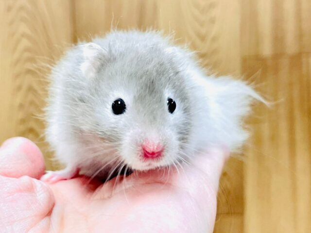 ゴールデンハムスター