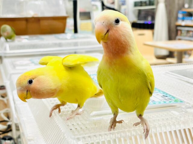 コザクラインコ（小桜インコ）