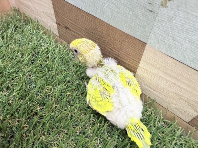 セキセイインコ