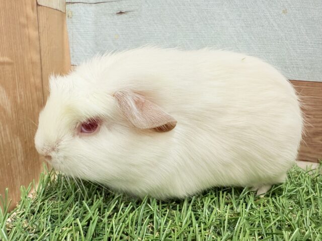 ロシアンクレステッドモルモット
