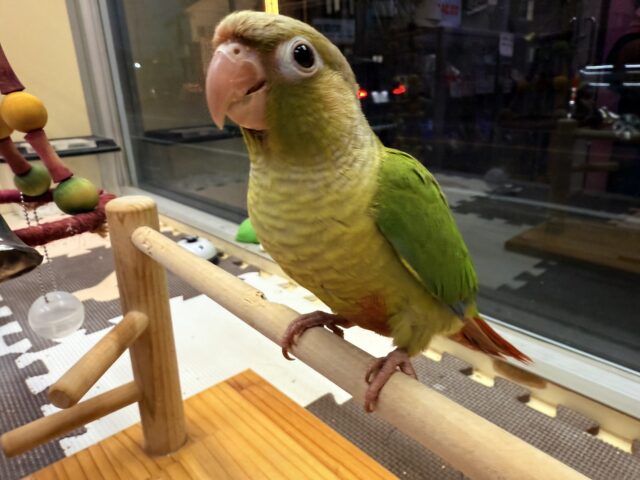 ホオミドリウロコインコ