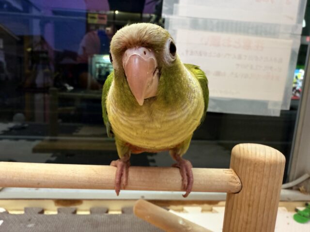 ホオミドリウロコインコ