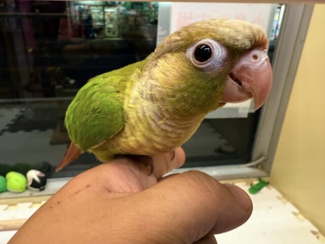 ホオミドリウロコインコ