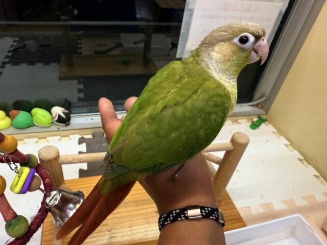 ホオミドリウロコインコ