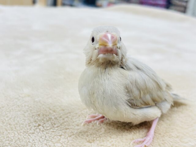 シナモン文鳥