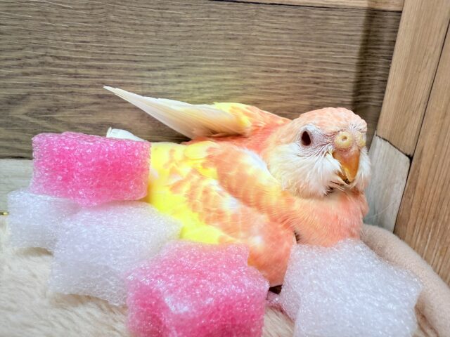 アキクサインコ（秋草インコ）