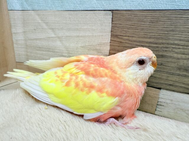 アキクサインコ（秋草インコ）