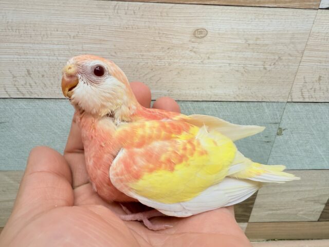 アキクサインコ（秋草インコ）