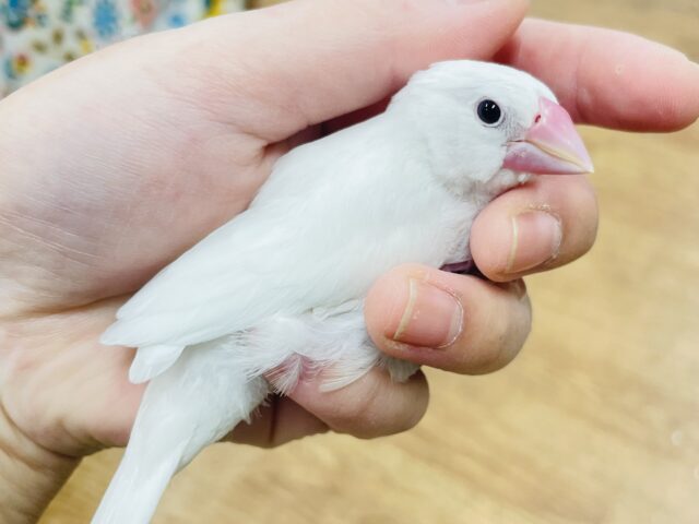 白文鳥