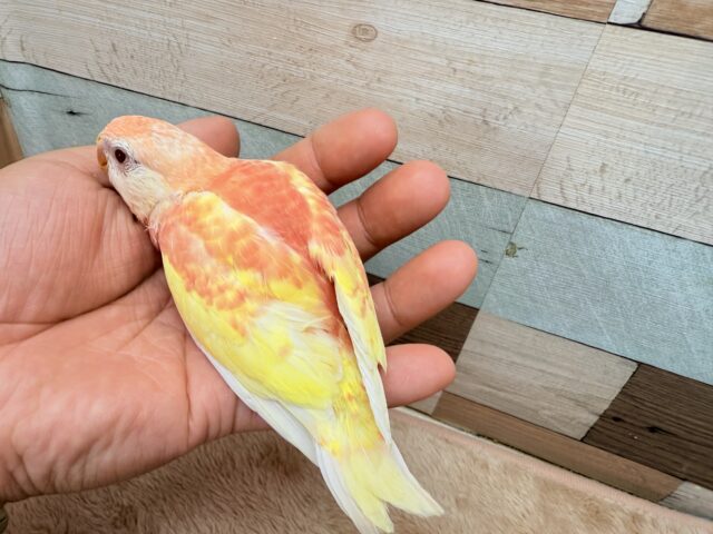アキクサインコ（秋草インコ）
