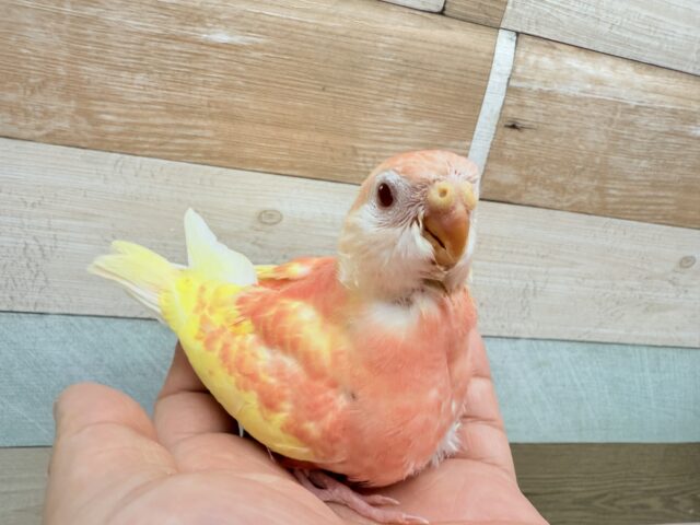 アキクサインコ（秋草インコ）
