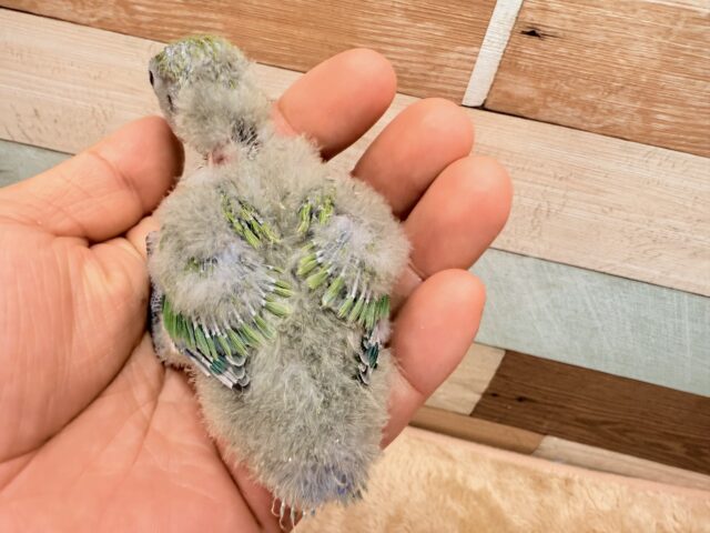 コザクラインコ（小桜インコ）