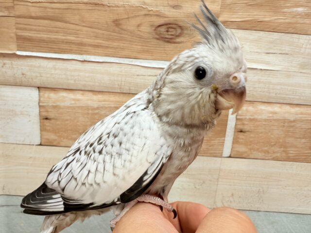 オカメインコ