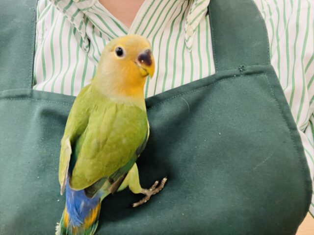 コザクラインコ（小桜インコ）