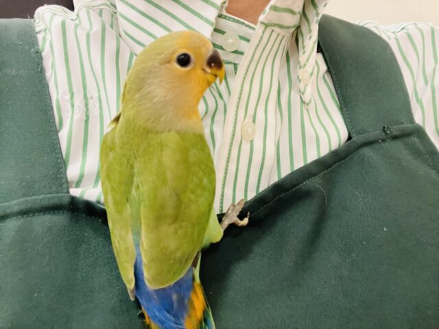 コザクラインコ（小桜インコ）