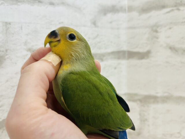 コザクラインコ（小桜インコ）