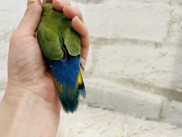 コザクラインコ（小桜インコ）