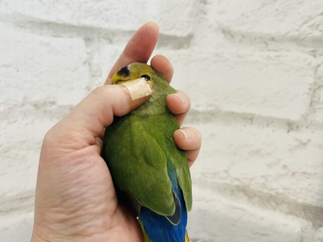 コザクラインコ（小桜インコ）