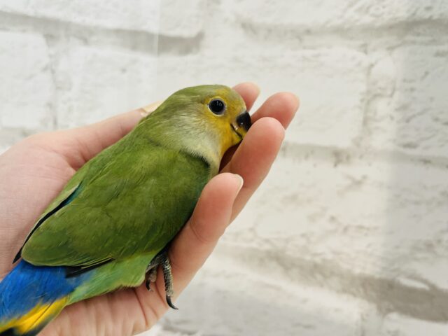 コザクラインコ（小桜インコ）