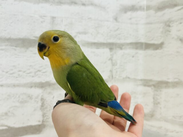 コザクラインコ（小桜インコ）