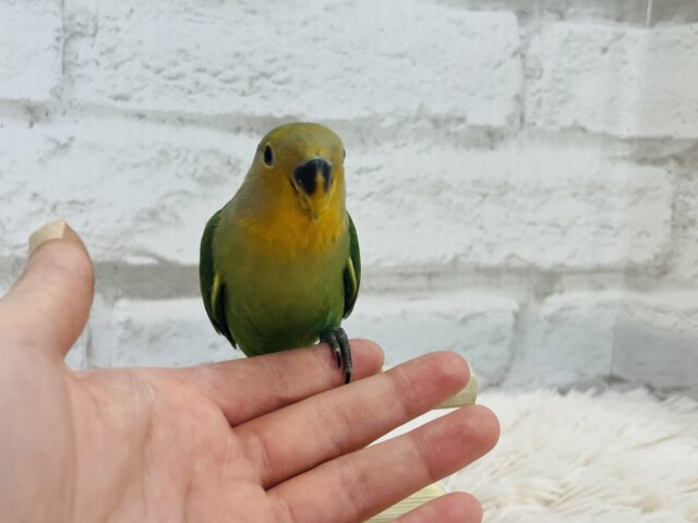 コザクラインコ（小桜インコ）