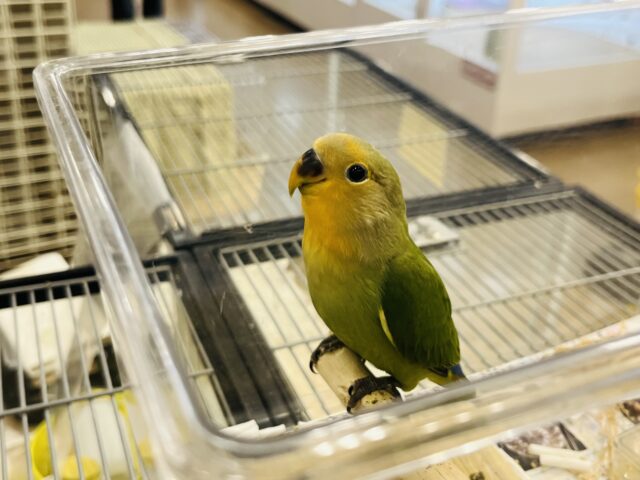 コザクラインコ（小桜インコ）