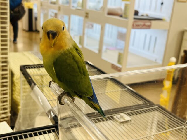 コザクラインコ（小桜インコ）