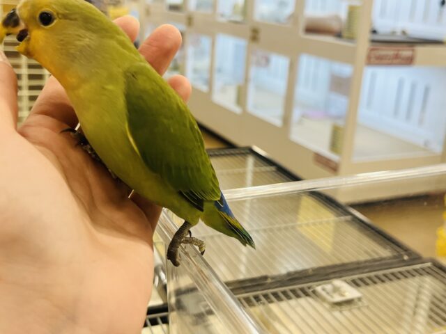 コザクラインコ（小桜インコ）