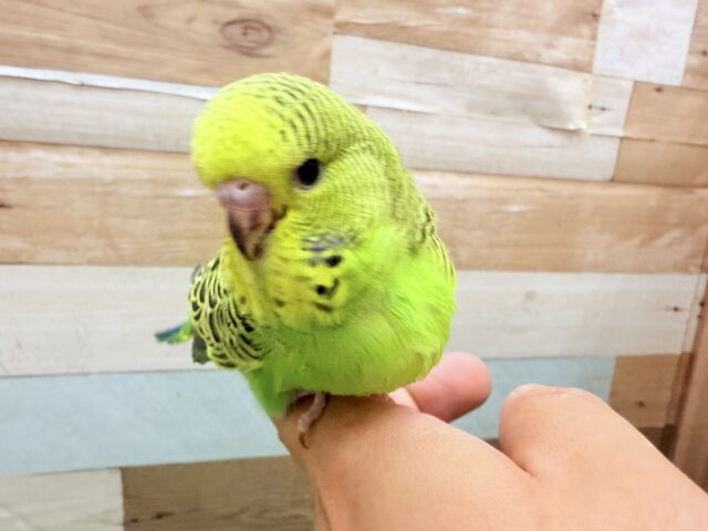 ジャンボセキセイインコ
