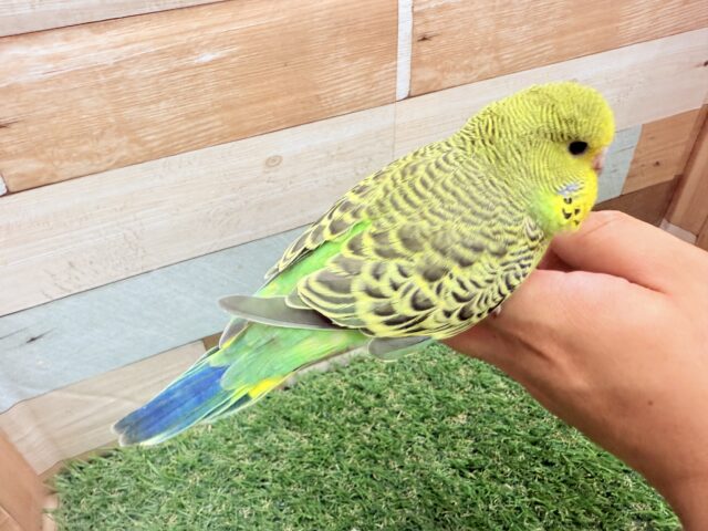 ジャンボセキセイインコ