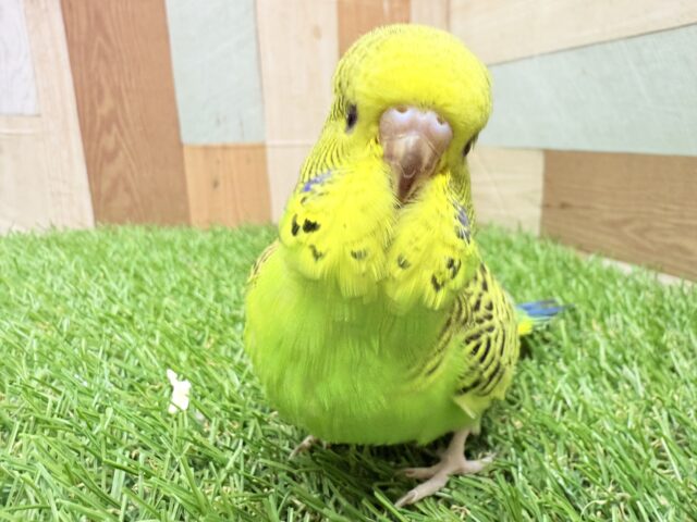 ジャンボセキセイインコ