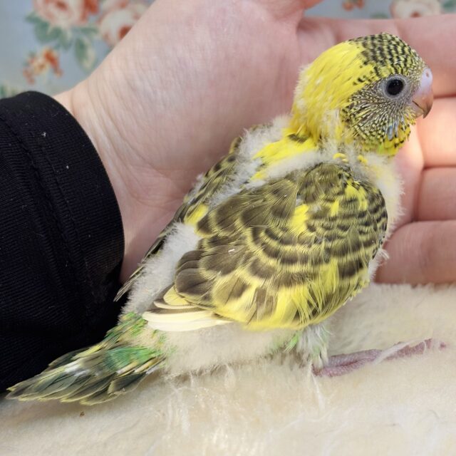 セキセイインコ