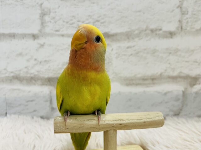 コザクラインコ（小桜インコ）