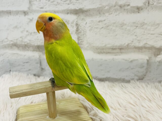 コザクラインコ（小桜インコ）