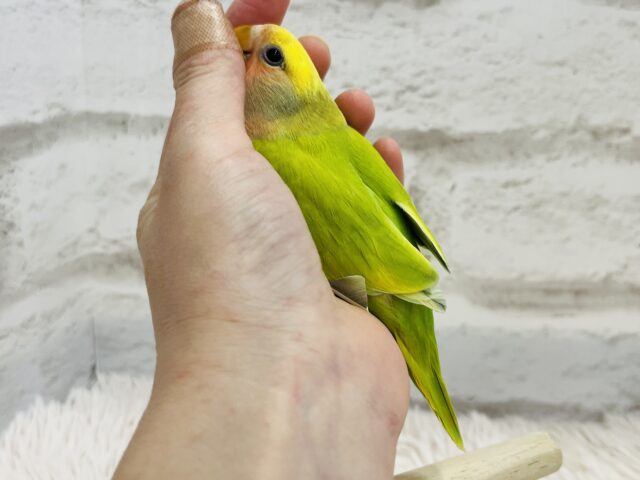 コザクラインコ（小桜インコ）
