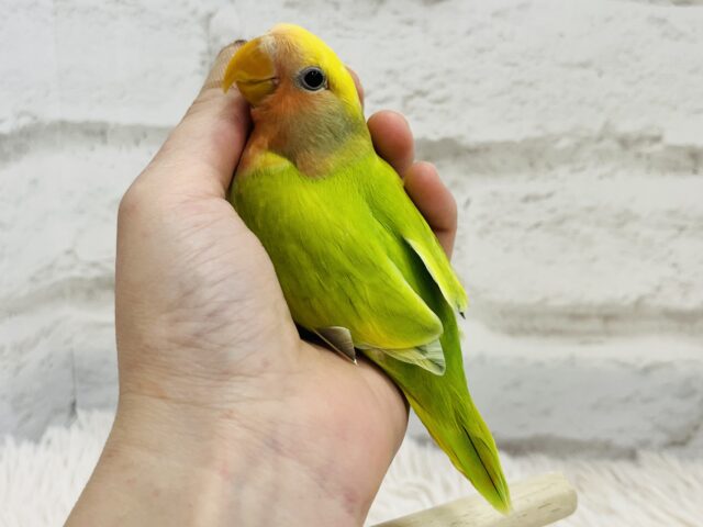 コザクラインコ（小桜インコ）