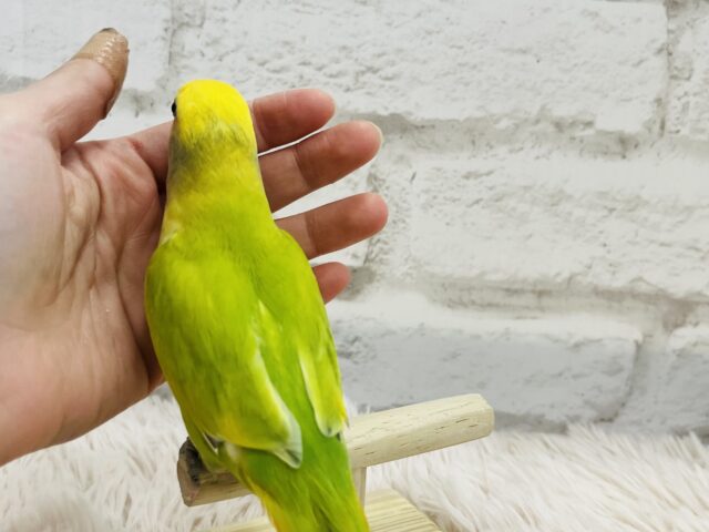 コザクラインコ（小桜インコ）