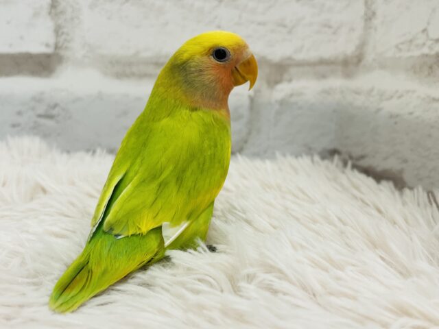 コザクラインコ（小桜インコ）