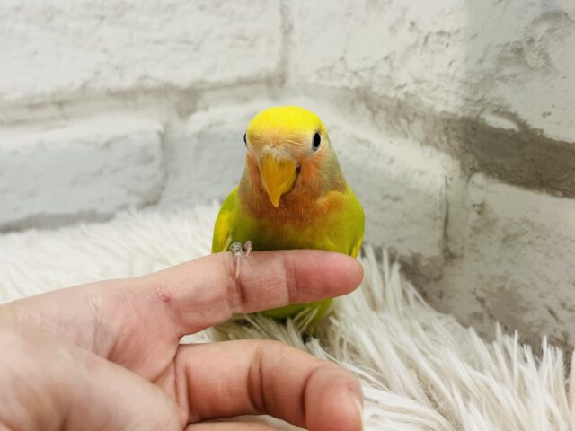 コザクラインコ（小桜インコ）
