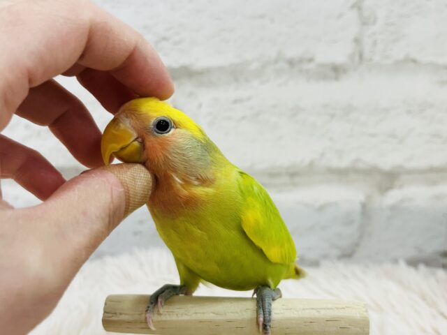 コザクラインコ（小桜インコ）