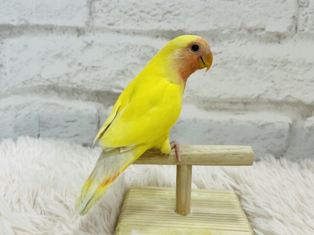 コザクラインコ（小桜インコ）